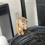 Johnnie Walker Monkey - @johnnie_monkey - Instagram