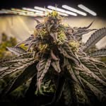 Johnny Potts - @beneath.the.canopy - Instagram