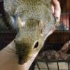John Shaffer - @squirrellyspage - TikTok