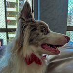 Johnnie Red Wood’s Nook Amaral - @johnniebordercollie - Instagram