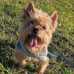 Johnnie - @johnnie_yorkshire_ - Instagram