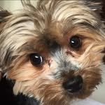 Johnnie York - @johnnie.yorkshire - Instagram