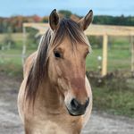 Johnny Appleseed - @johnny_thefriesianfjord - Instagram