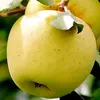 Johnny Appleseed - @johnnyappleseed2477 - TikTok