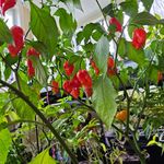 Johnny Appleseed Farming - @johnnyappleseedfarming - Instagram
