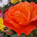Johnny Appleseed Greenhouse and Landscape - Facebook