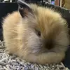 johnnyappleseed7 - @johnny.appleseed94 - TikTok