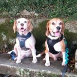 Johnny & Barney - @johnnyebarney_beagle - Instagram