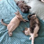 Johnny, Barney & Lexus - @furpurrpurr - Instagram