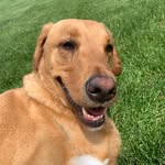 Johnny Bench Moore - @johnnybench.thedog - Instagram