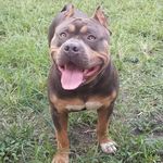 Johnny Cash Bertrand - @bully.fiend - Instagram