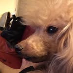 johnnybowie - @johnnybowie72 - Instagram