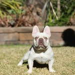 Johnny & Tess Butcher - @shortandfunkyfrenchies - Instagram