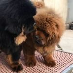 Johnny Cabrera - @cabrera4641 - Instagram