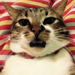 Johnny Cat - @johnnycatoficial - Instagram