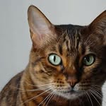 JOHNNY CAT OFFICIAL INSTAGRAM - @johnnycat.official - Instagram