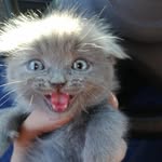 johnnycat - @johnny_cat_official - Instagram