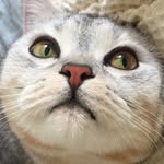 Johny_Cat - @johnnycat_official - Instagram