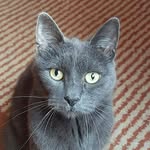 TheOfficialJohnnyCat - @johnnycatofficial - Instagram