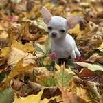Джоні Фалкон - @johnnychikh - Instagram