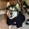 Johnny - @manwith2dogs - TikTok