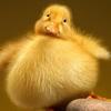 johnny_easter - @johnny_easter - TikTok