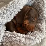 JohnnyEnglishTheDachshund🐾 - @johnny.english.the.dachshund - Instagram