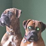 Johnny Farrell - @johnnythefaz - Instagram