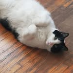 Johnny Guy - @johnnyguy265 - Instagram