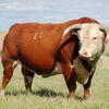 Johansen Herefords - @johansenherefords - TikTok