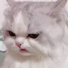 user12817305247963 - @johnnyhua - TikTok