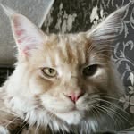 Johnny Irish - @johnny_the_cat_irish - Instagram
