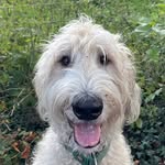 Johnny_Irishwolfspudel - @johnny_irishwolfspudel - Instagram