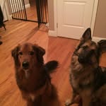 Johnny Irving - @johnnydogs101 - Instagram