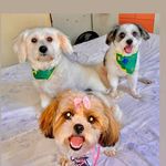 Johnny, Jake, Maya e Babi ❤️ - @_.amordedogs - Instagram