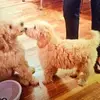 Johnnie Jester - @johnnie.jester - TikTok