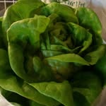 John Unger - @johnnylettuce - Instagram