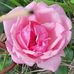 Joanie Lyons - Facebook
