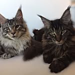 Johnny&Marley_Mainecoon - @johnnymarley_mainecoon - Instagram
