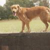 John Mayer dog - @johnnymayerlove - TikTok