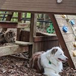 Johnny, Oakley, and Leo - @oakley.and.leo - Instagram