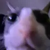 john pendleton - @beemoviesbiggestfan - TikTok