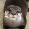Johnny.picklez - @johnny.picklez - TikTok