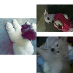 Johnny🐶Belinha🐶Rabyto - @johnnybelinharabyto - Instagram