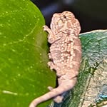 John Raines - @hatari_reptiles - Instagram