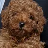 johnny_the_saint - @johnny_the_saint - TikTok