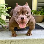 John Samples - @gbodykennels_ - Instagram