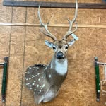 John Sowell - @sowelltaxidermy - Instagram