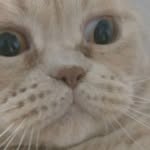 Johnny the Cat - @johnnystefanovcat - Instagram