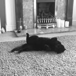 Johnny Stubbs - @bigjohn_thecat - Instagram